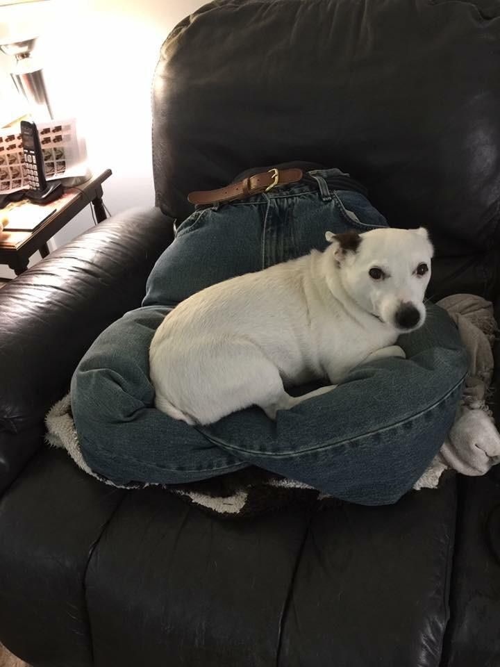 My doggo isn't totally convinced with the makeshift lap I made for him to sit on while I'm gone.