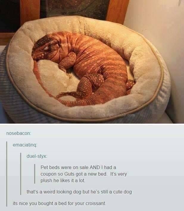 why the fuk would you name your croissant Guts