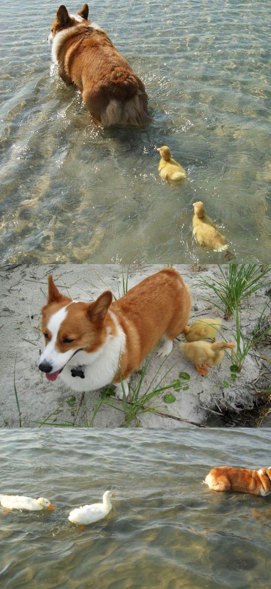when duck mother is dog