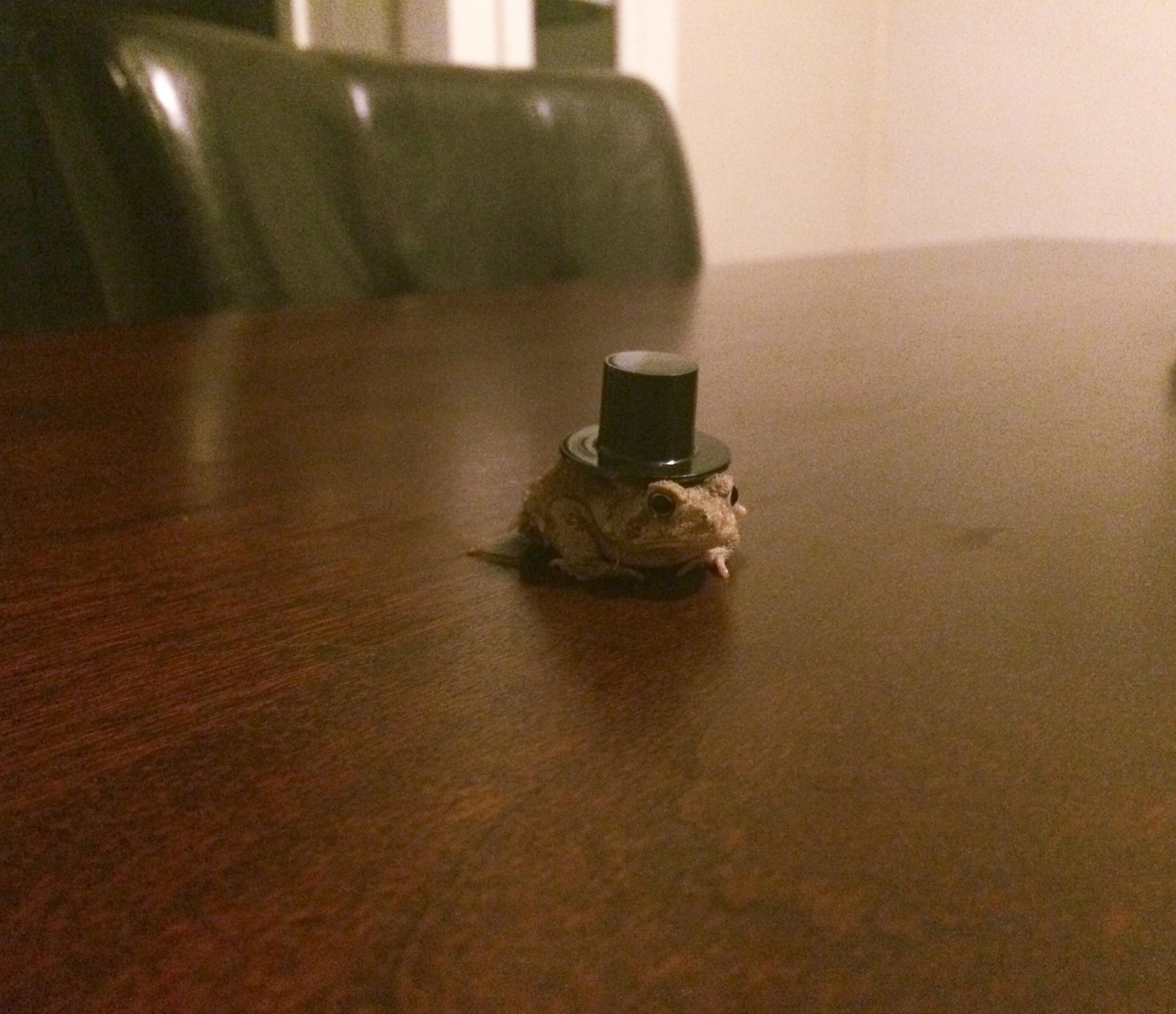 Awhile ago I posted about how while I was drunk I ordered 100 tiny top hats for my toad.. Meet my new little guy looking quite dapper! No regrets.