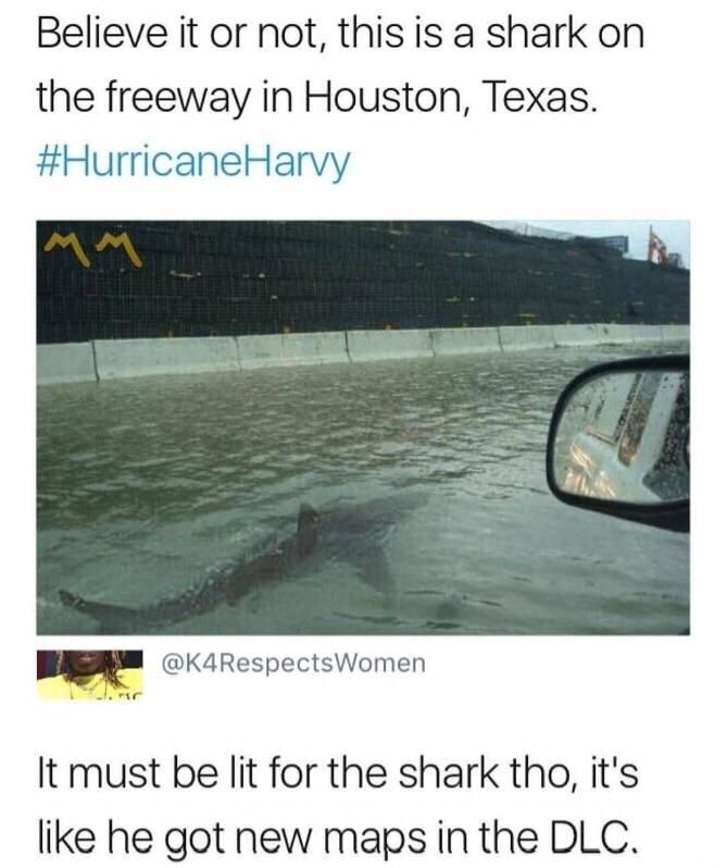 Pray for sharks