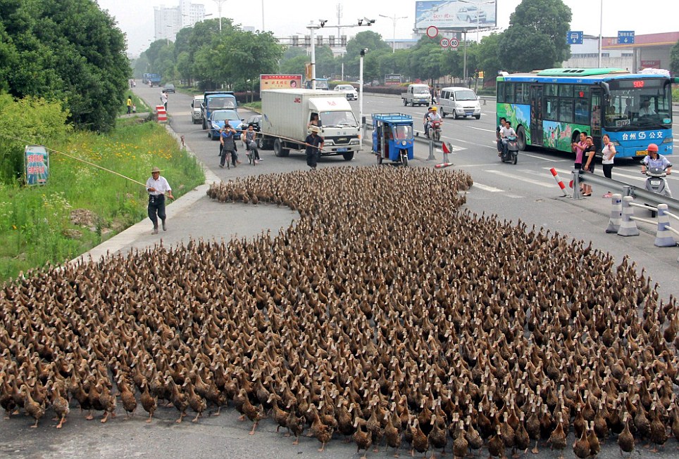 5,000 duckies out for a walk!