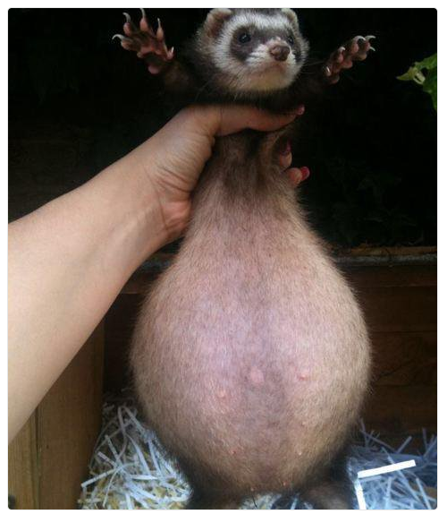 This is what a pregnant ferret looks like