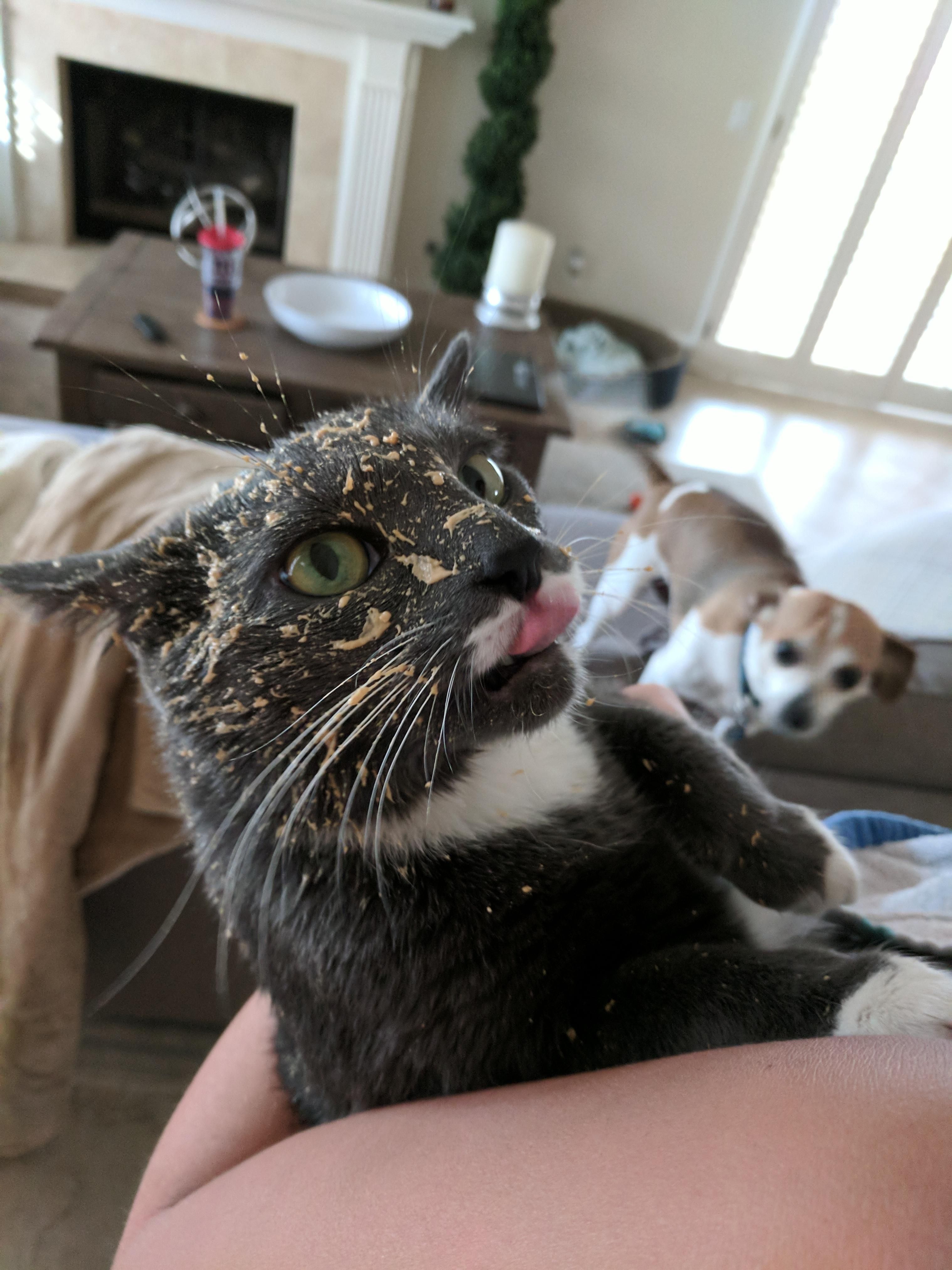 Cat-astrophic events happening. Peanut Butter treat exploded on her face