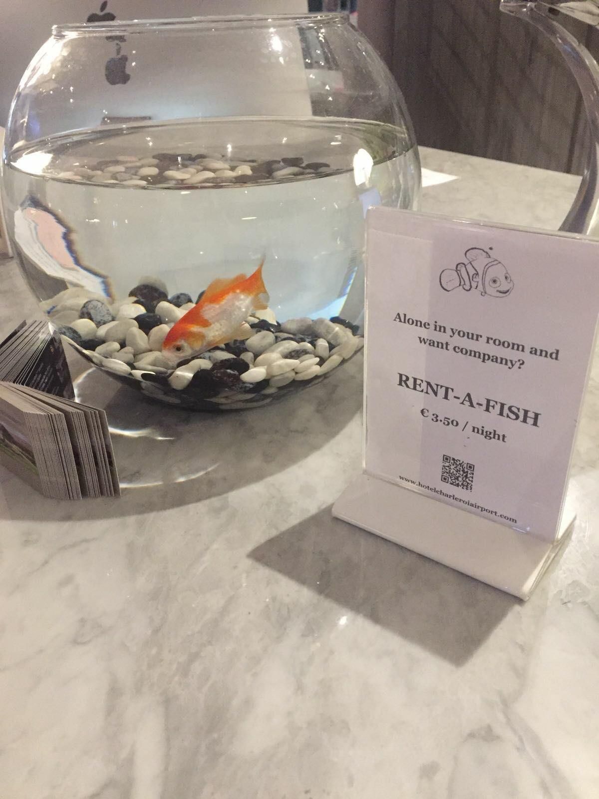 Alone at your hotel? Rent A Fish €3.50 per night