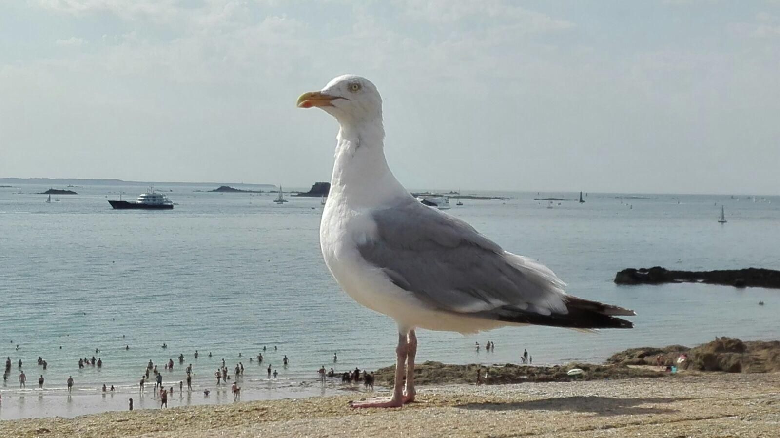 Giant Seagull attacks humans on beach in France