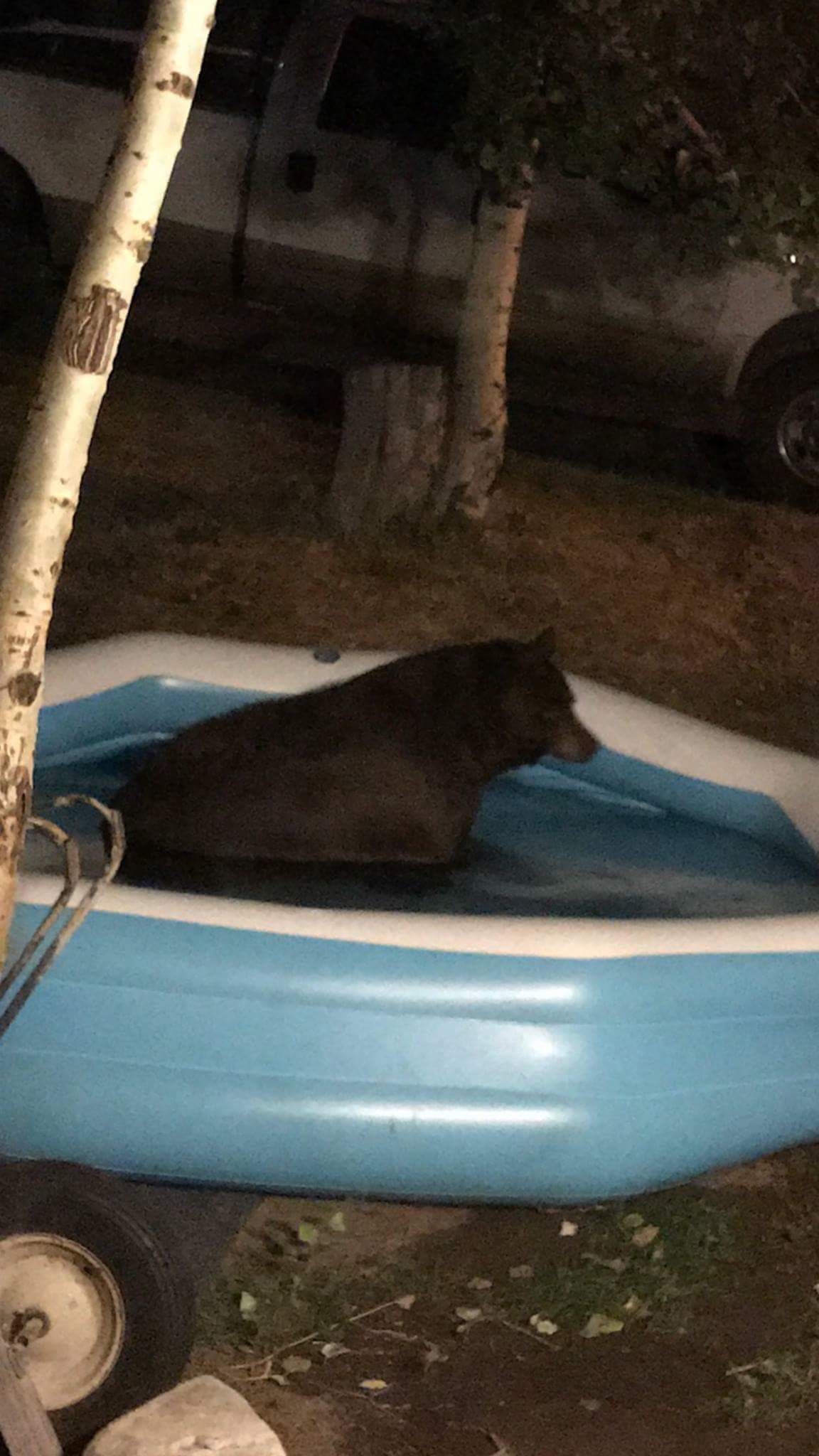 Posted on a local swap "bearly used kiddie pool"
