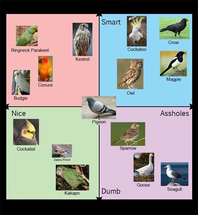 Useful bird chart