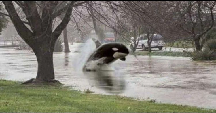 People actually believe there are sharks swimming around Houston. Think they'll believe this too?!