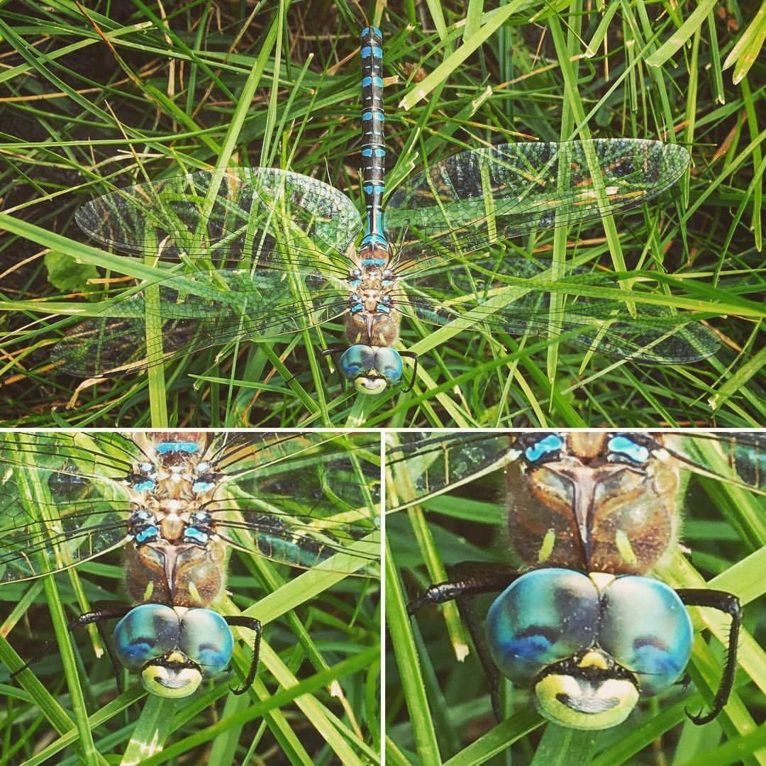 This dragonfly looks like he just farted and is really pleased with himself