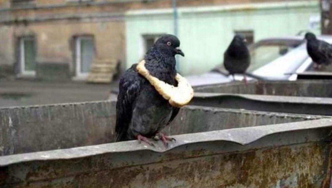 A symbol of wealth among pigeon's.