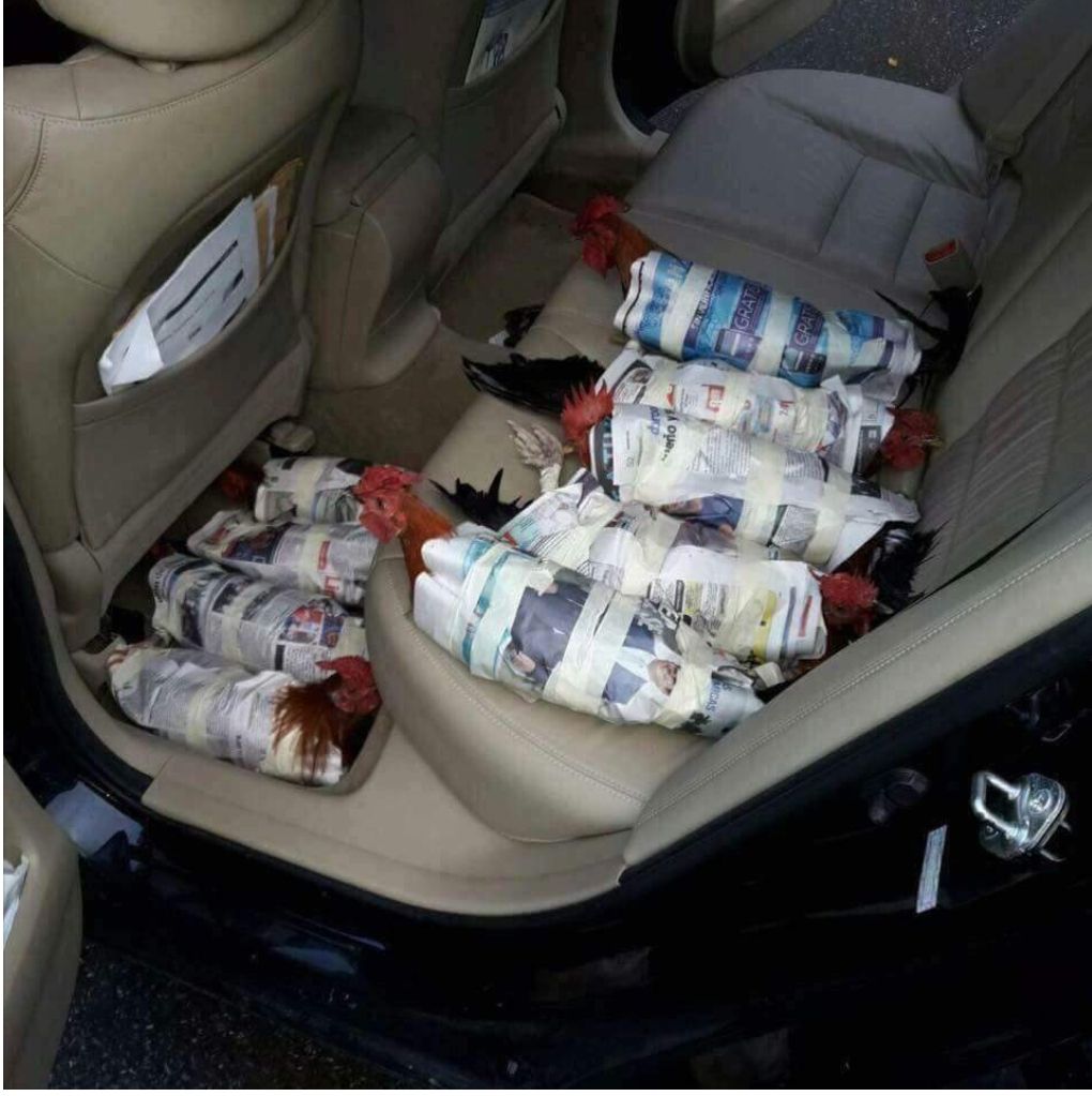 My friend's back seat, in preparation for hurricane Irma