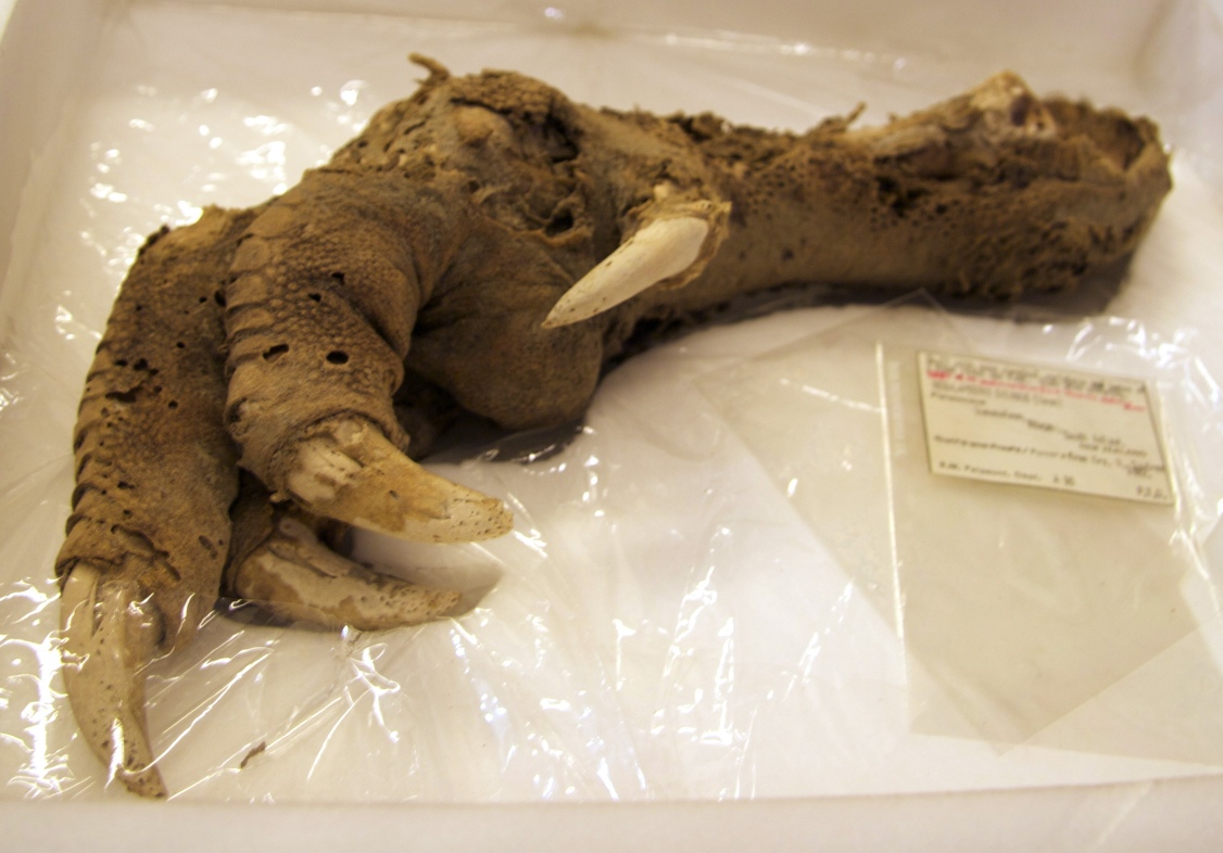 Preserved megalapteryx foot