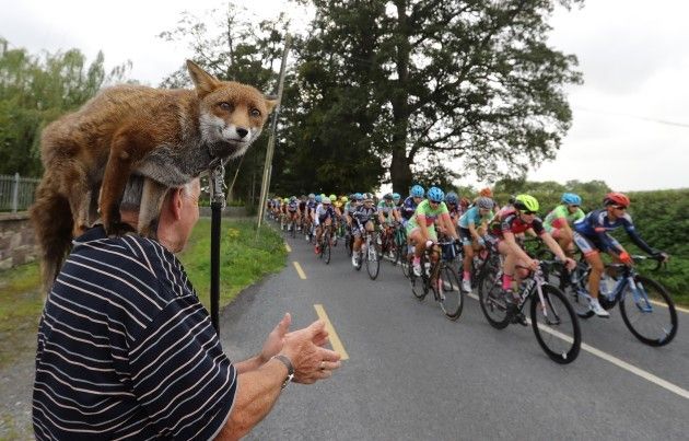 Fox enjoying the Rás na mBan, Ireland