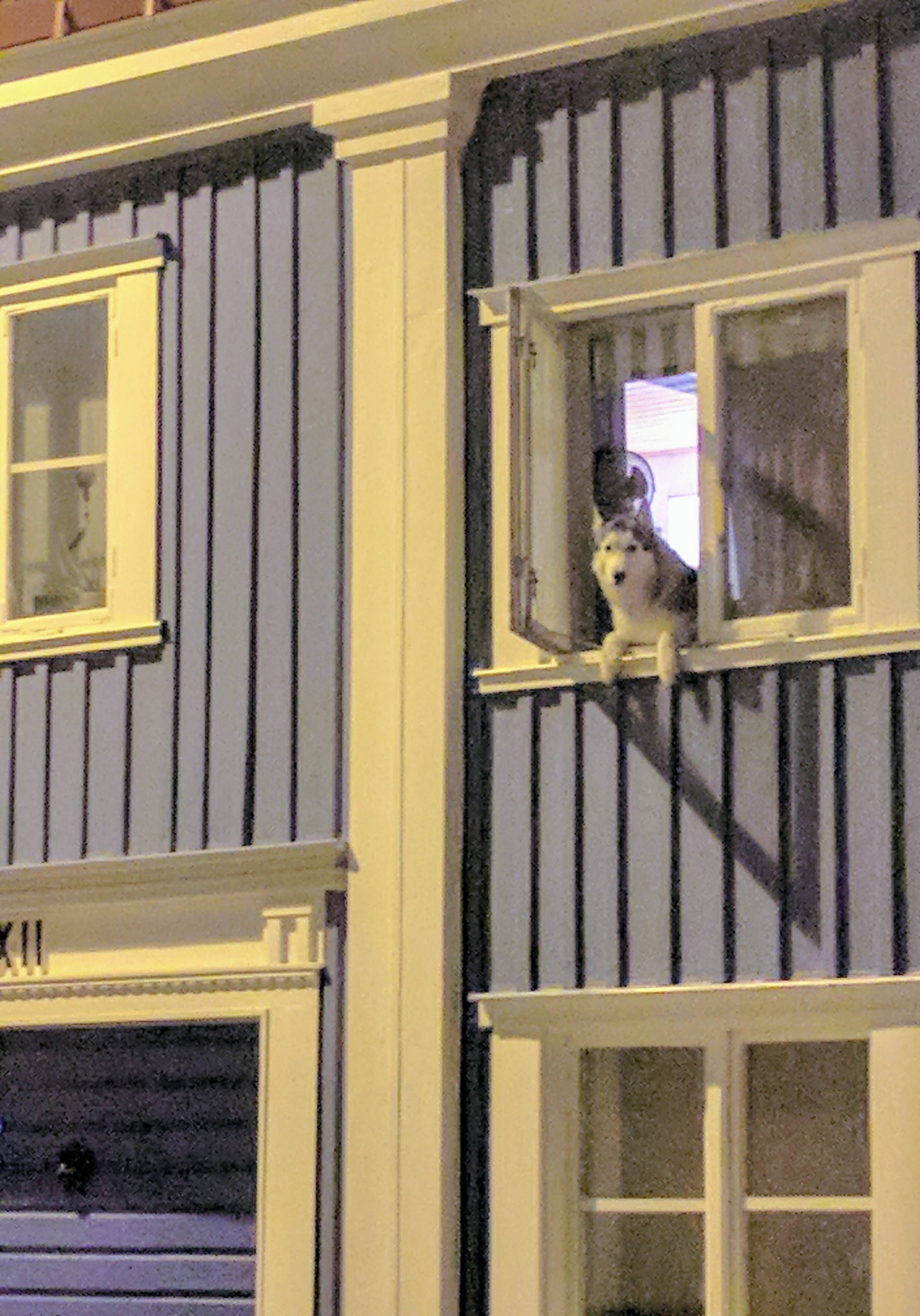 This adorable Husky hangs out in the window every night I walk home