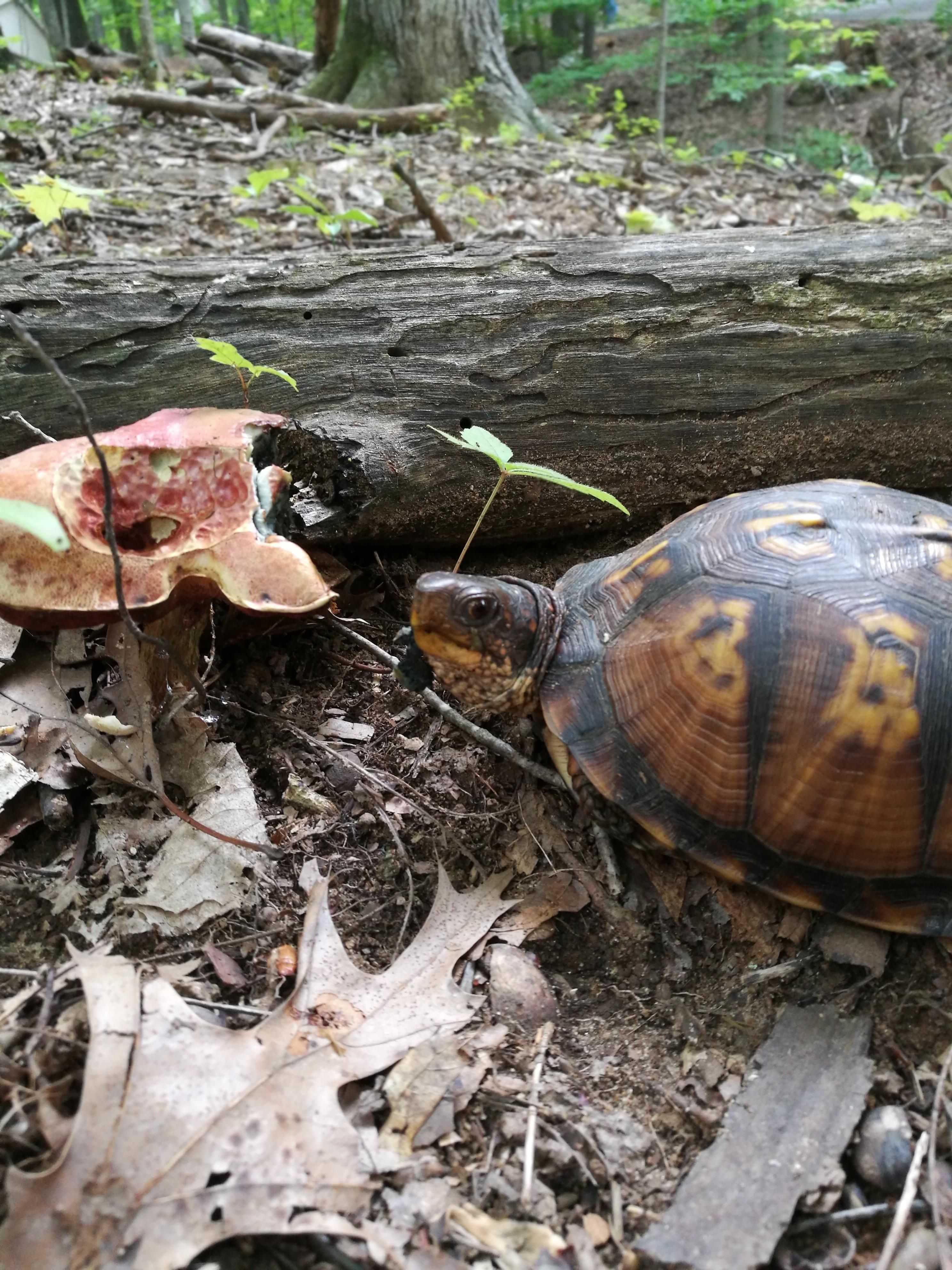 This turtle is implying I'm not cool enough to eat with him. He doesn't want to say it, but he's definitely hinting.