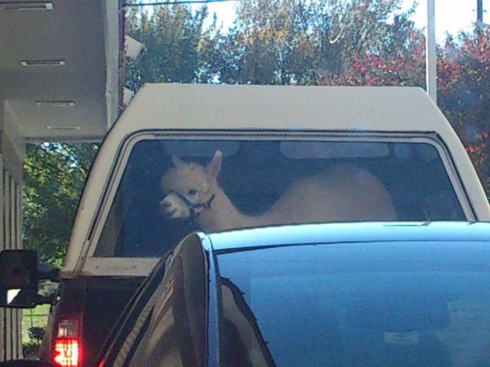In line at the McDonald's drive-thru.