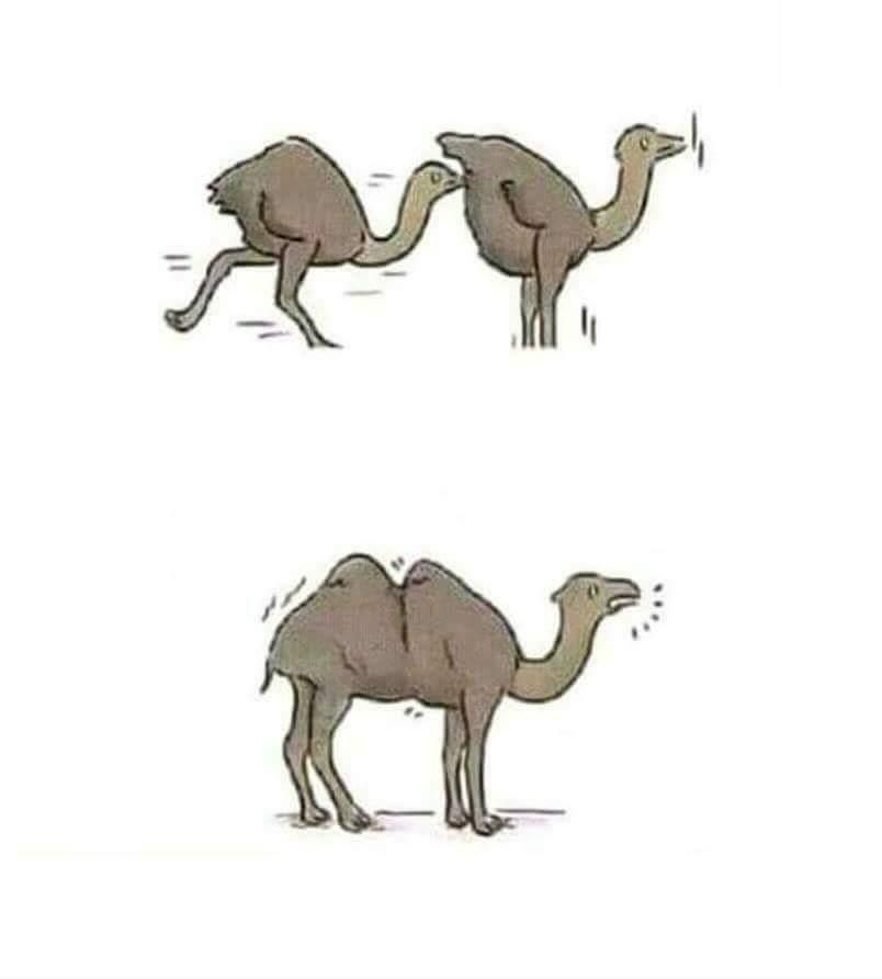 And that's how we get a camel