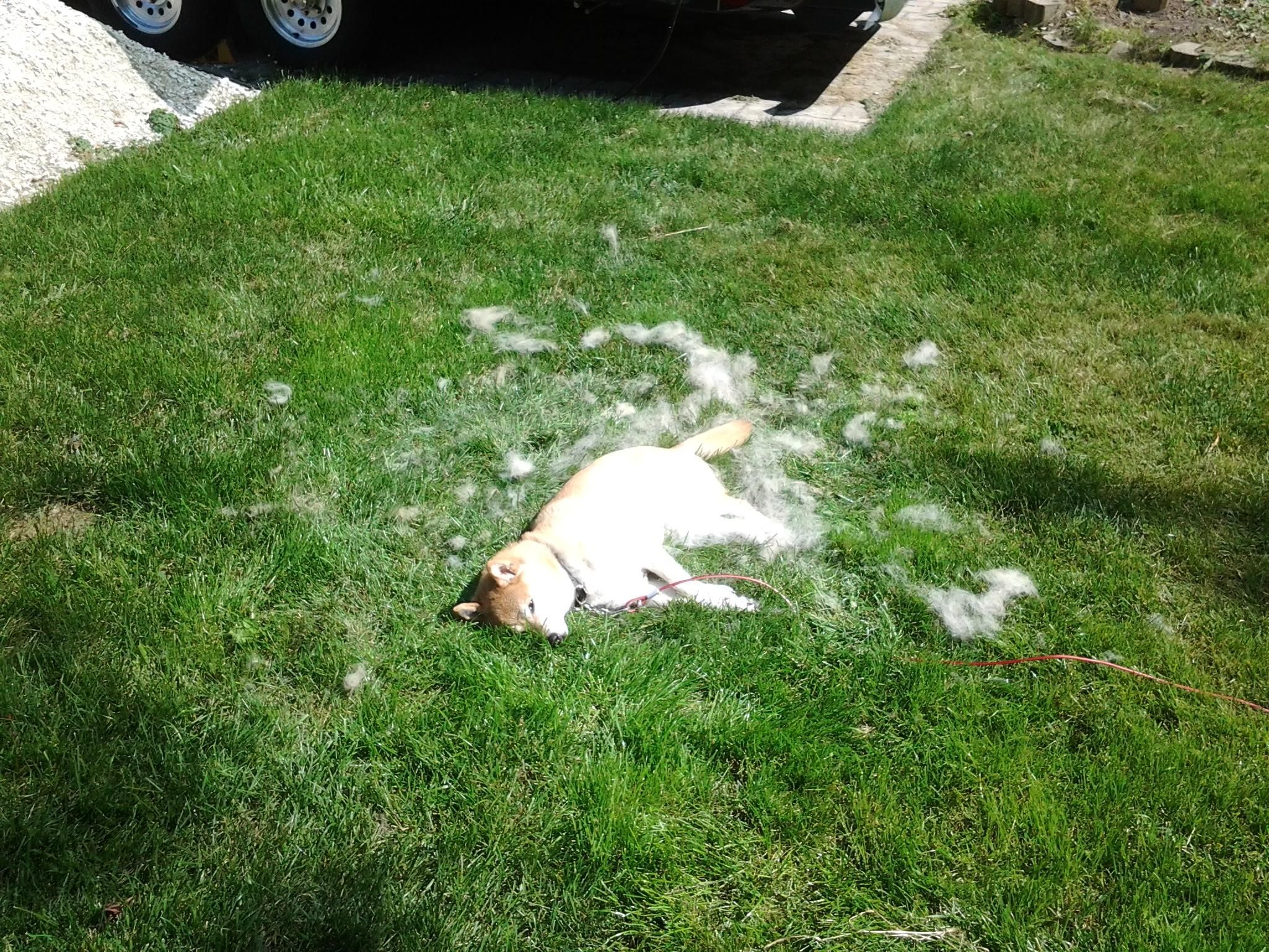 This pic I took of my dog looks like a crime scene photo.