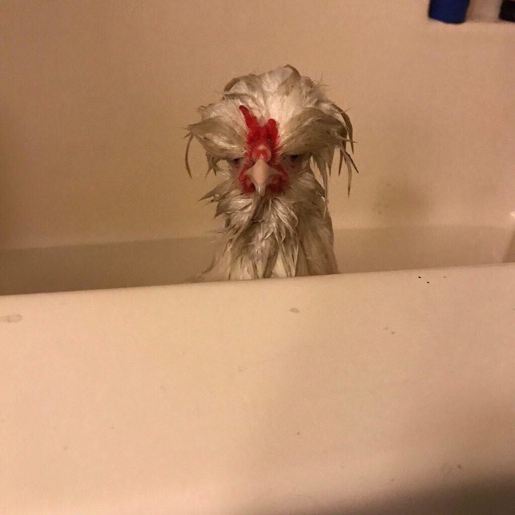 Bath time for chicken.