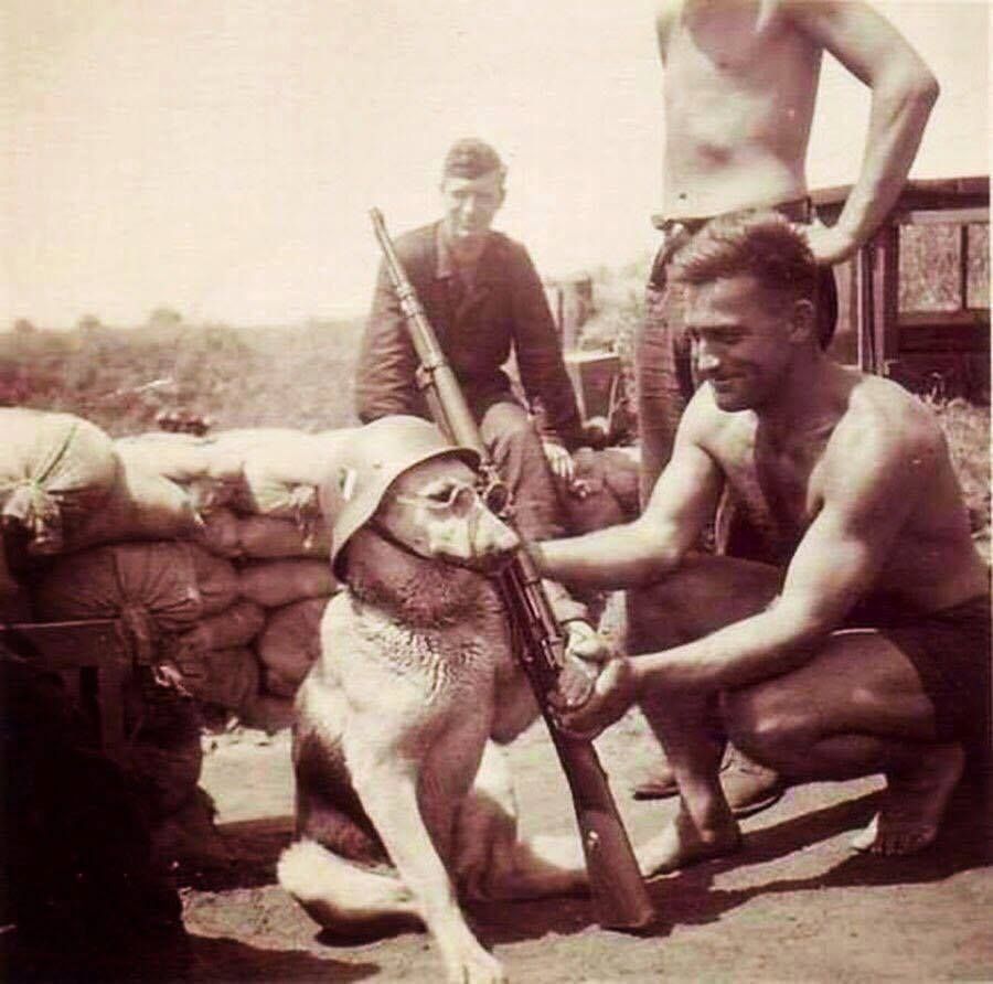 A dog being posed by a German soldier during the World War II