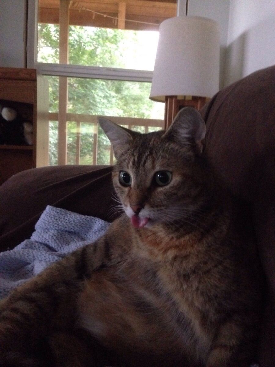 My cat forgets to put her tongue away... A lot