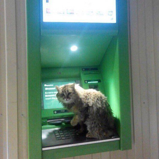 Nothing to see here. Just a cat installing an ATM skimmer.
