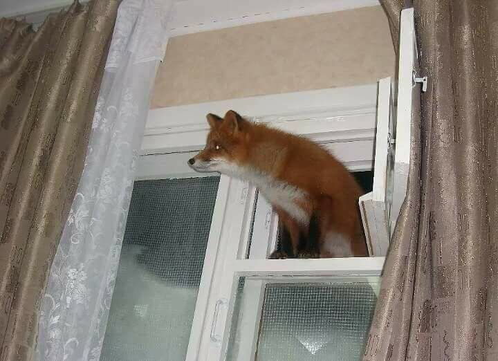 Firefox found a hole in Windows.