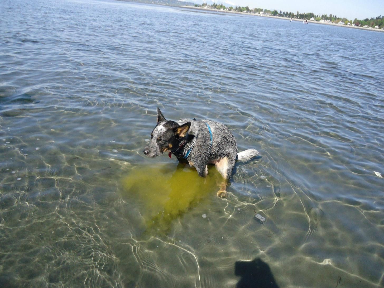 First time to the ocean, and this is what he does.