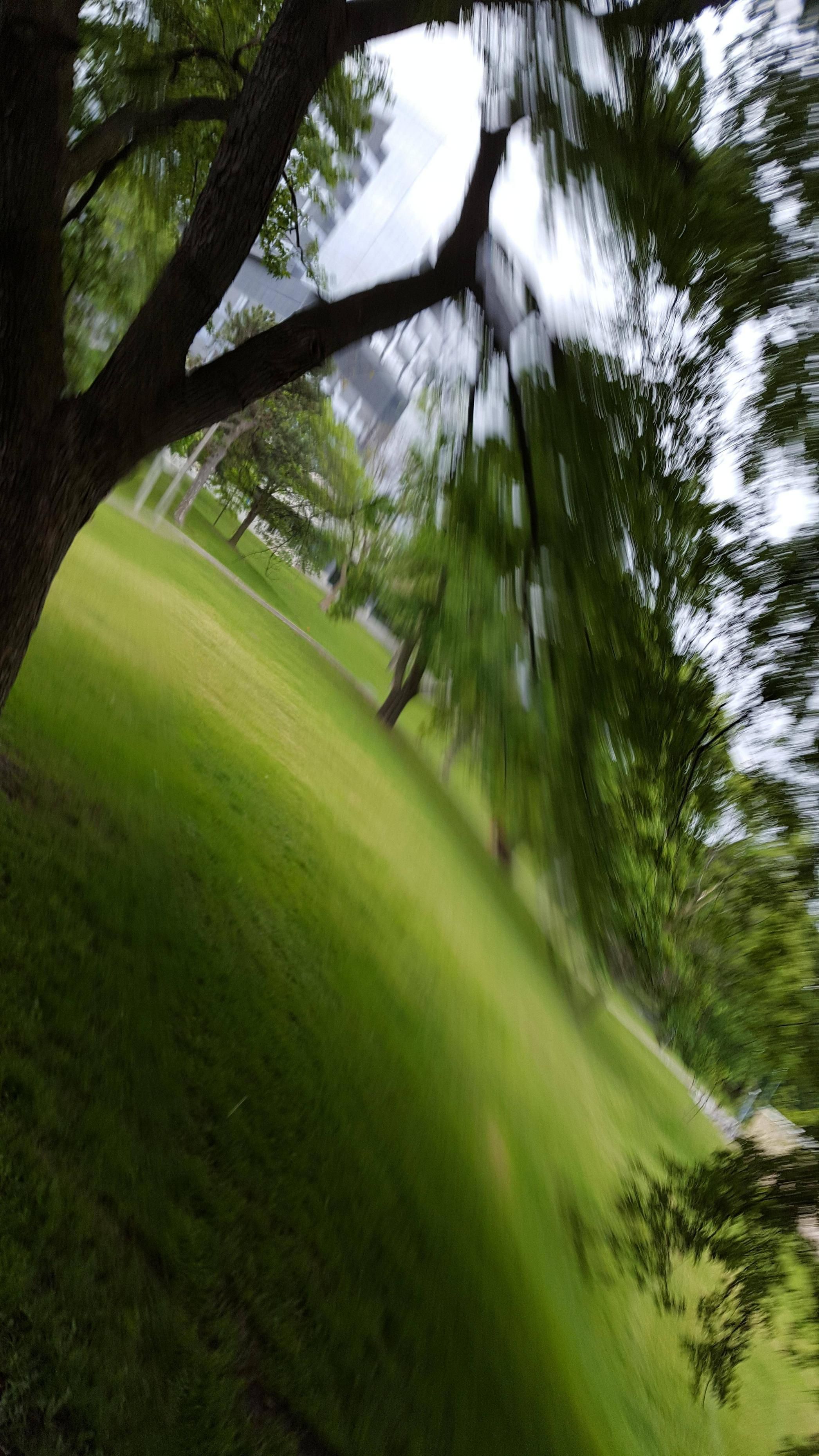 Picture I took whilst falling out of a tree.