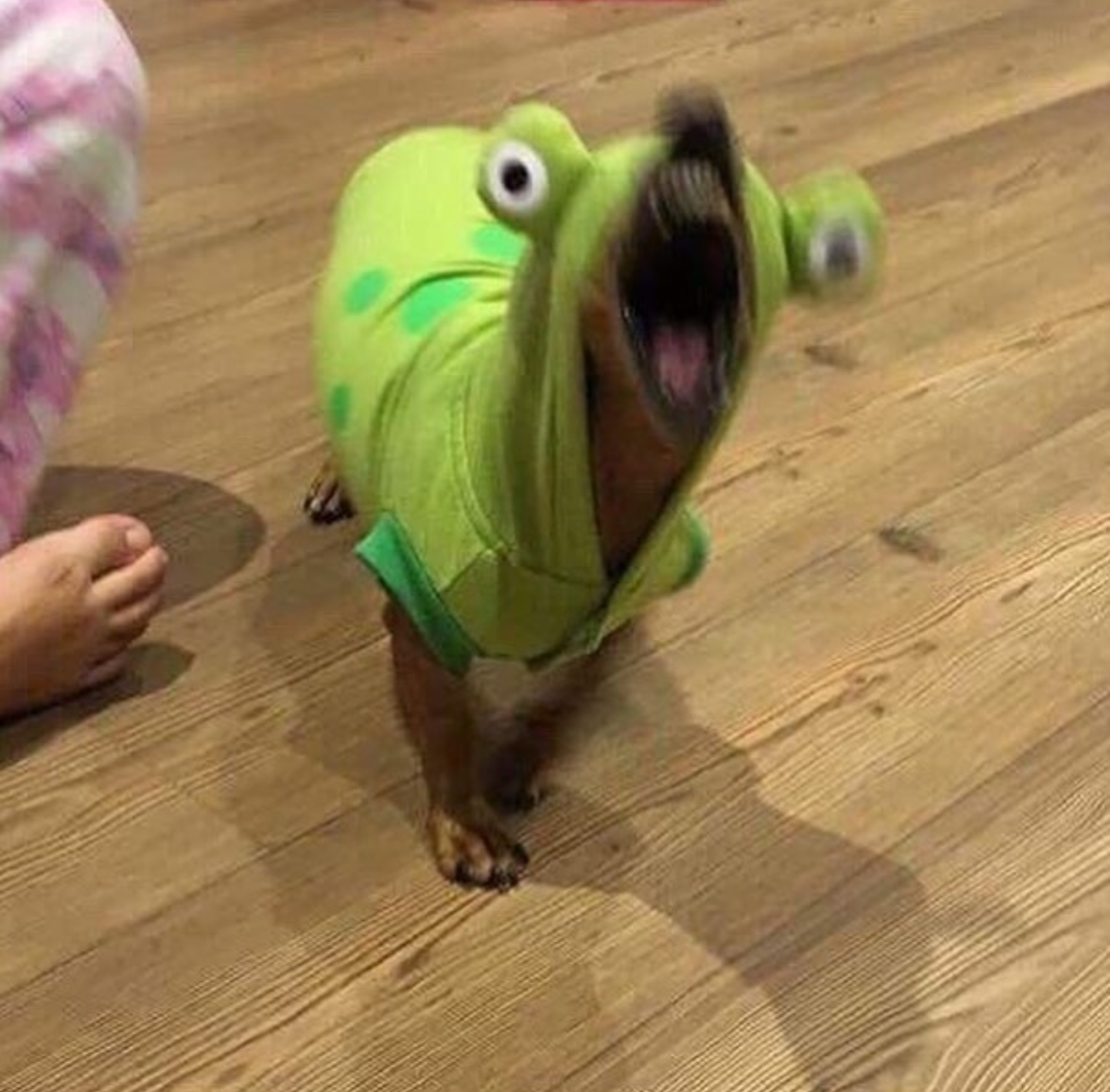 Genuinely cant tell if this dog wearing a costume is funny or absolutely horrifying