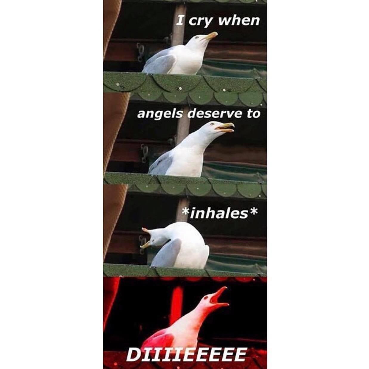 Seagull of a Down