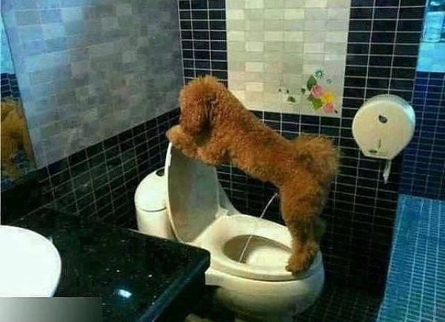 Potty trained