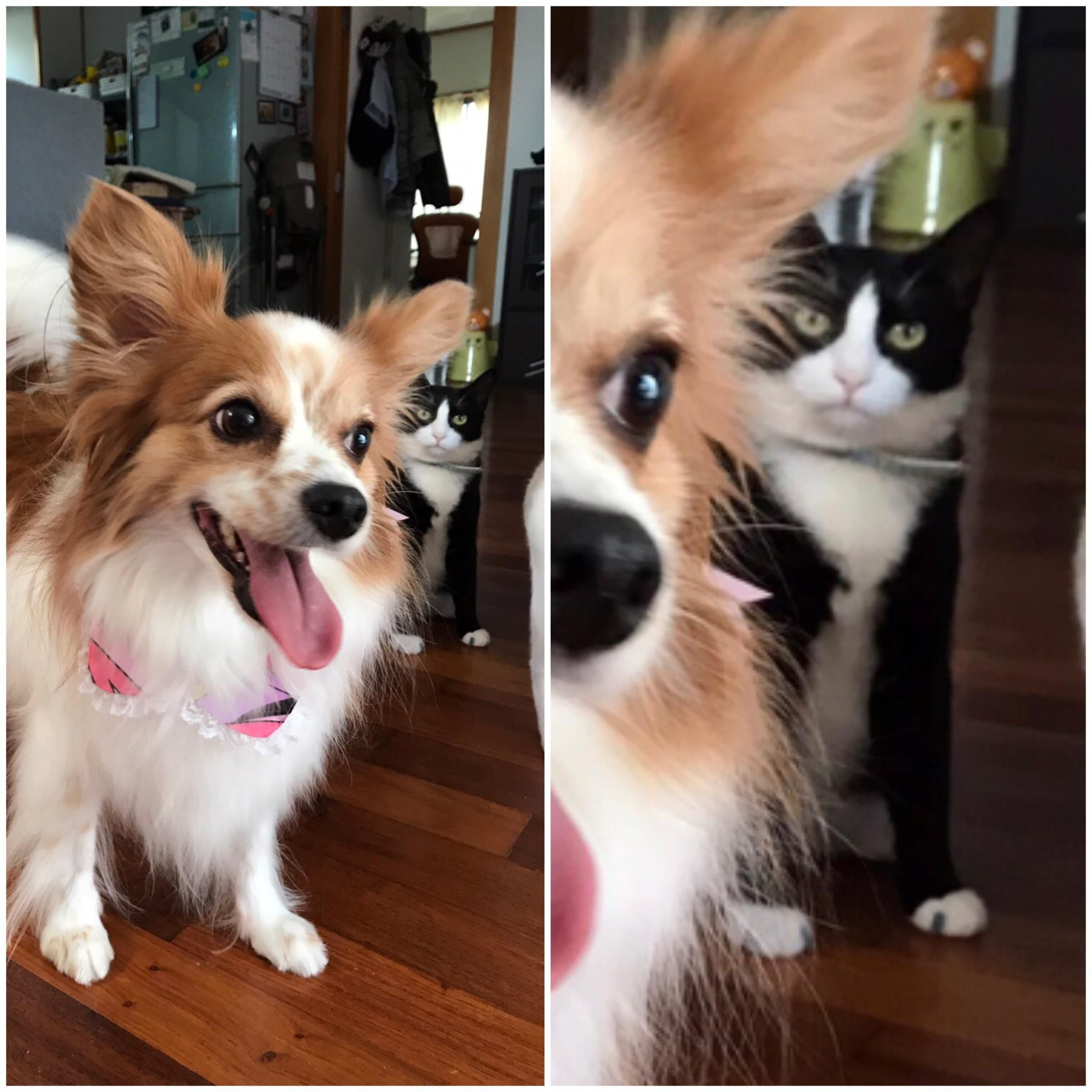 I picked my dog up from the groomers and my cat isn't too pleased I brought her back
