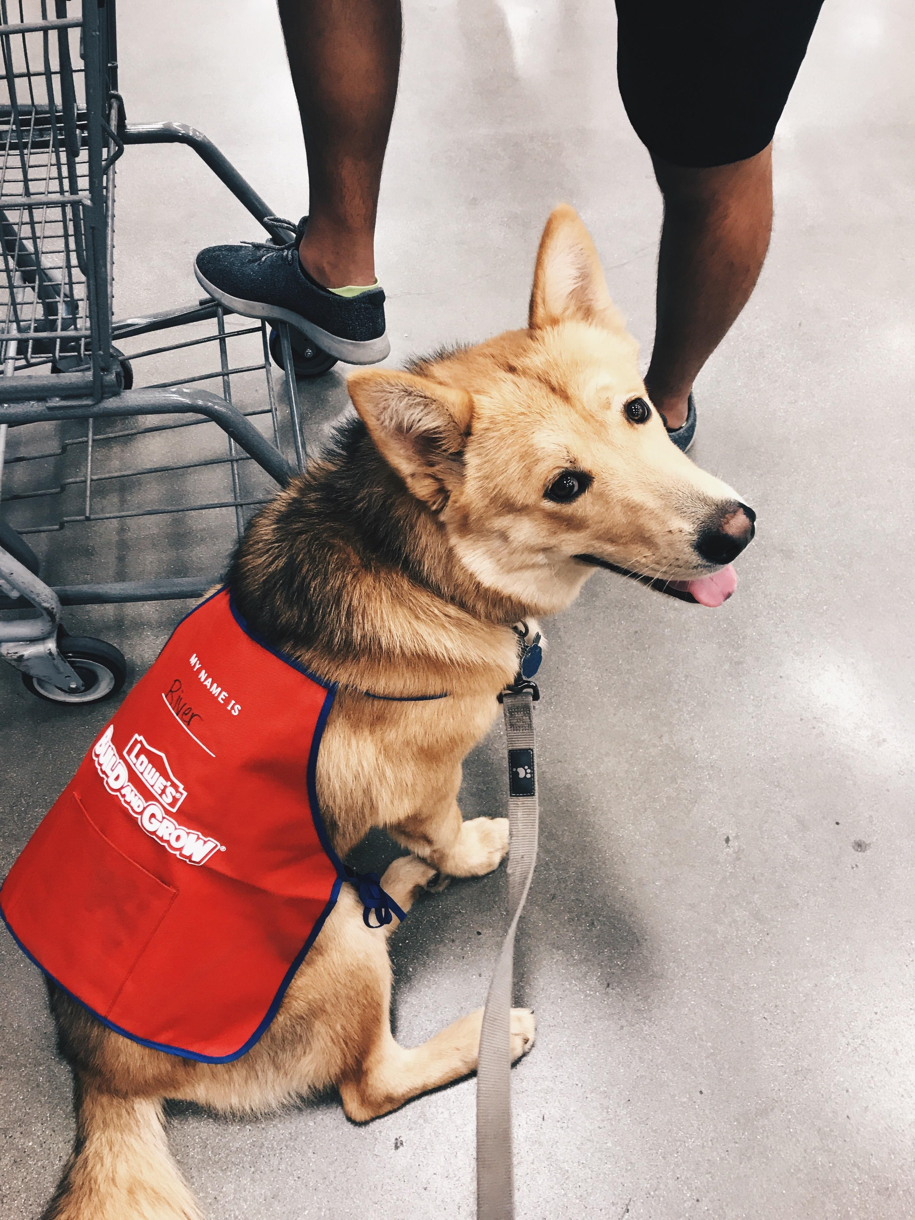 My dog "worked" at Lowes with me for a day