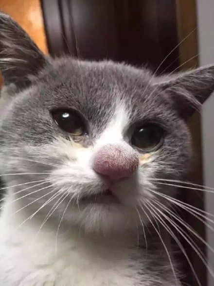Cat's nose after losing a battle with a bee.