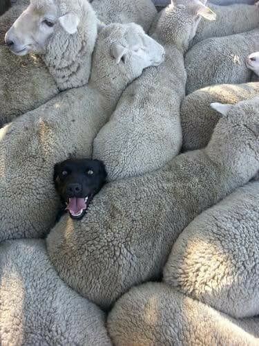 When you lied on your CV about having sheepdog experience.