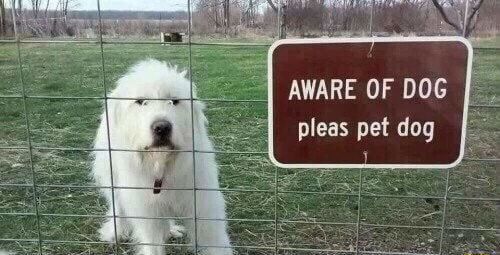 pleas pet dog
