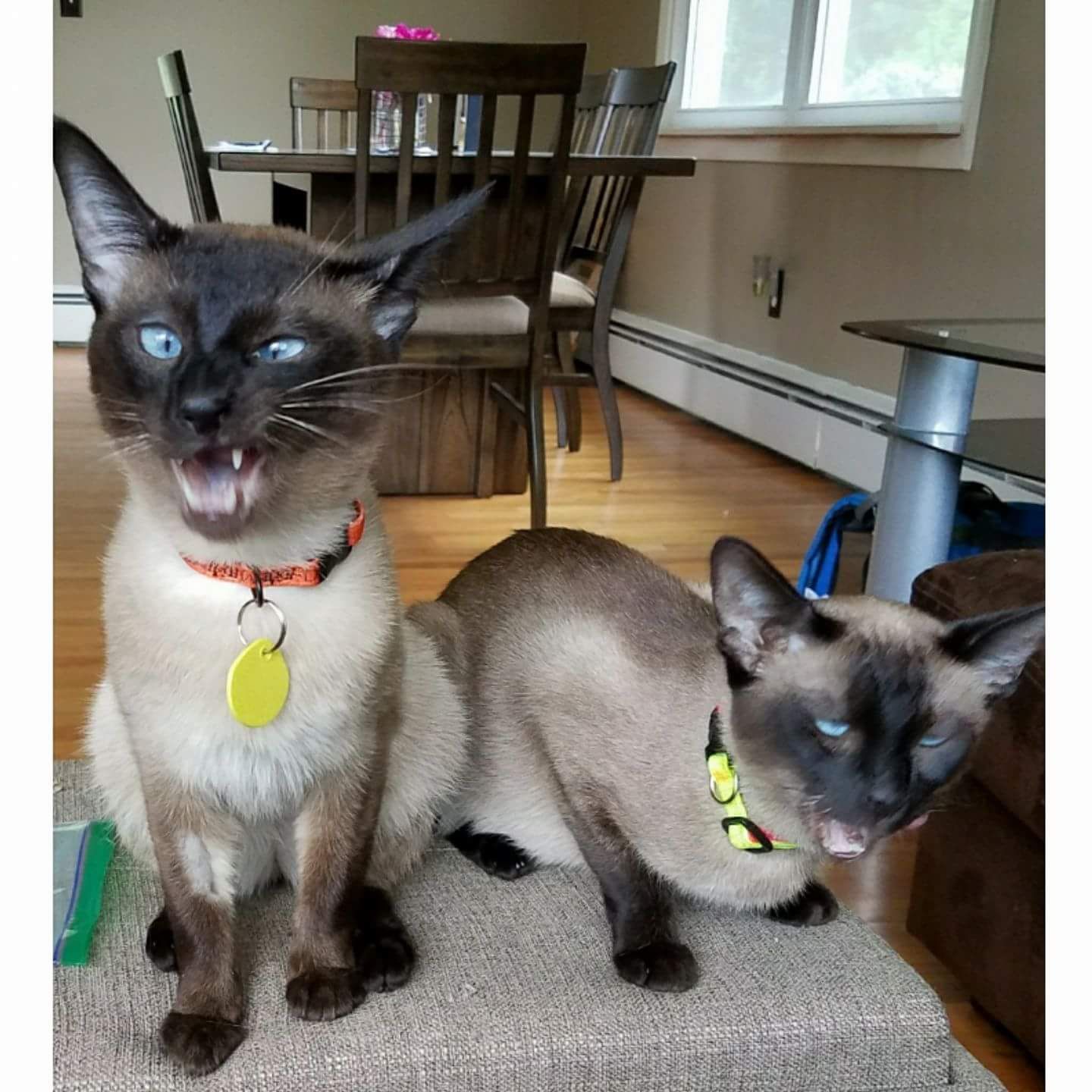 My sister's siamese cats derping while trying new treats.