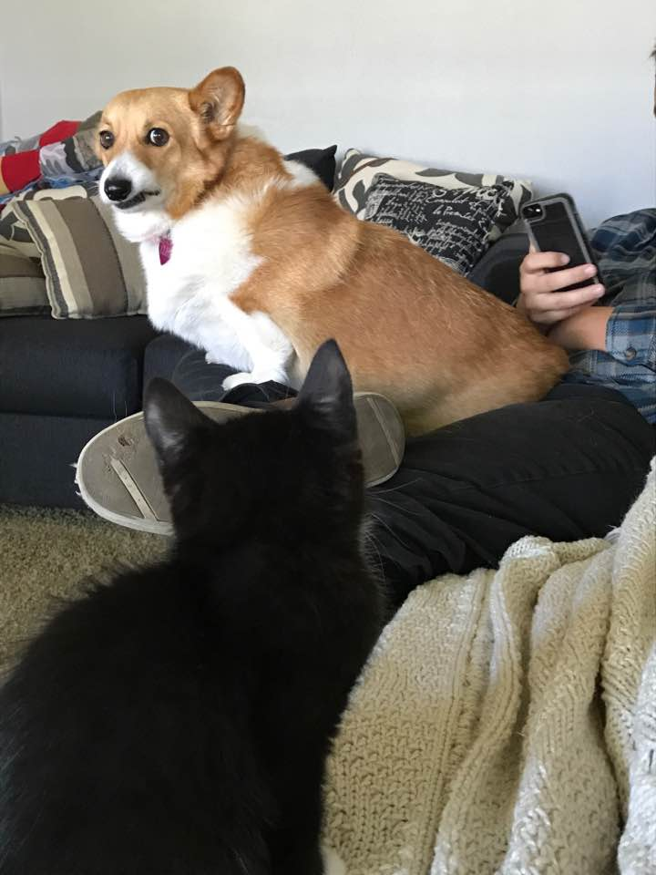 My cousin's dog reacting to the new kitten.