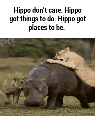 Hippo Juggernaut