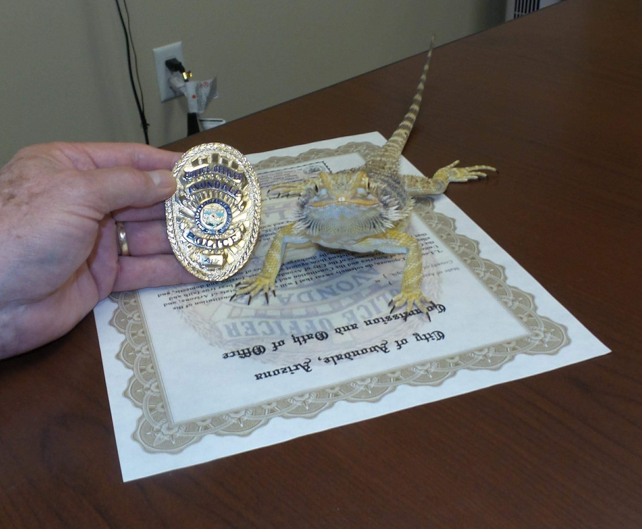 They really made a bearded dragon an official lizard cop.