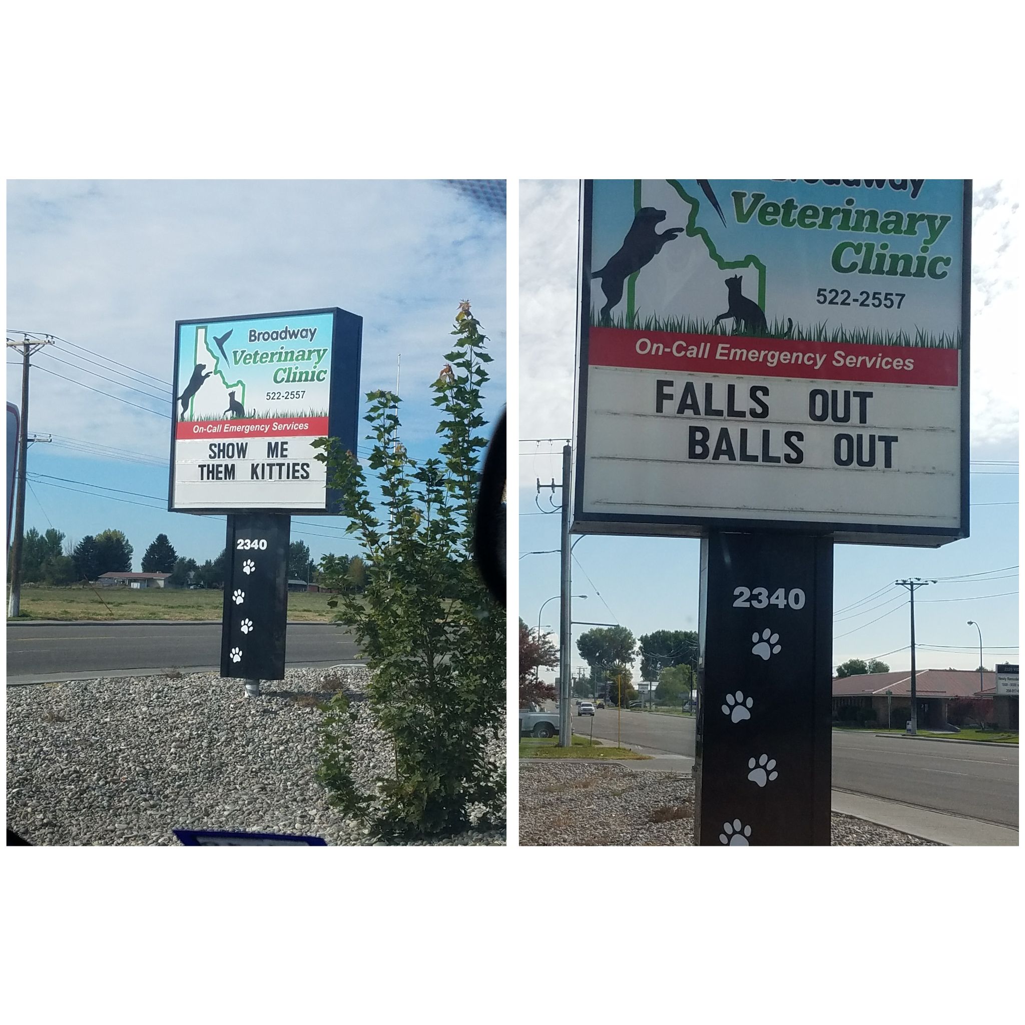 My local vet office is ready for fall