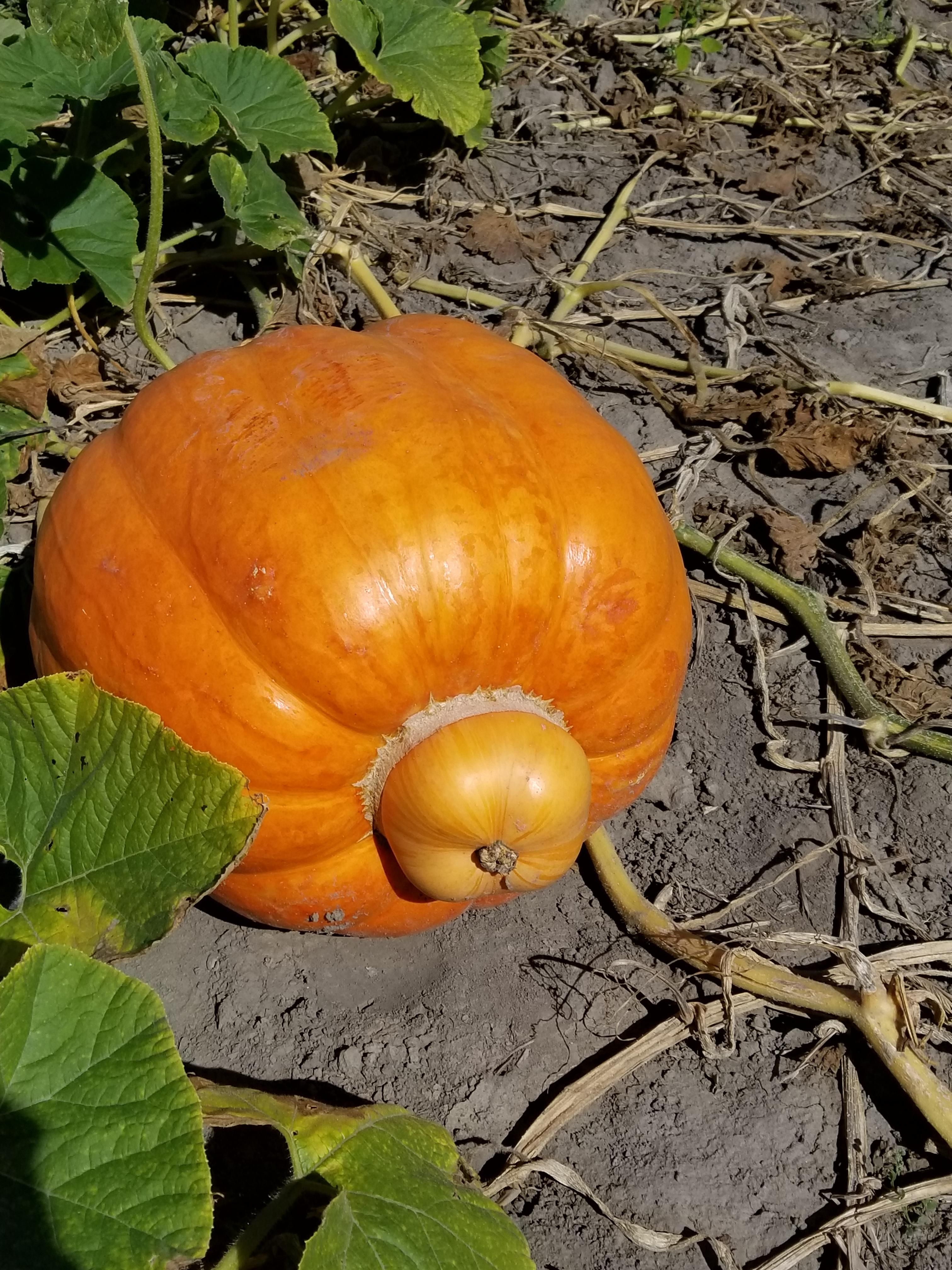 So that's where pumpkins come from!