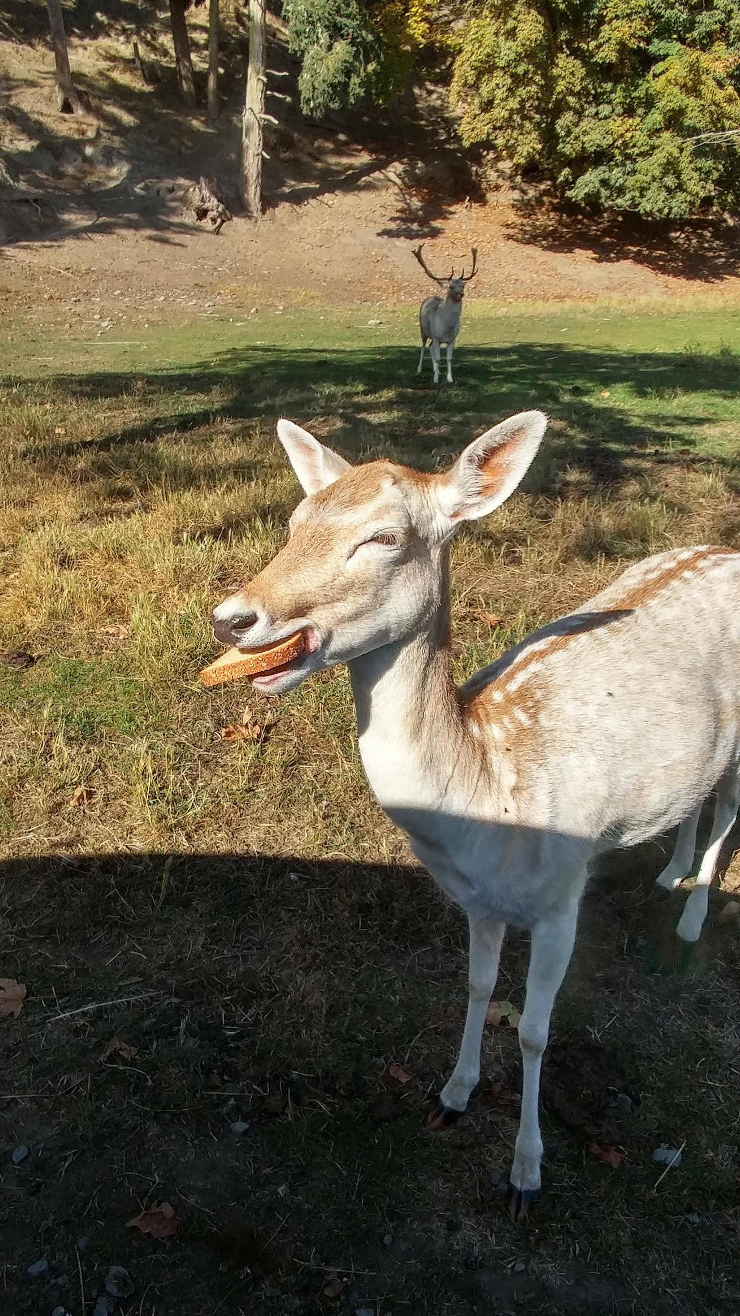 I gave this deer a piece of bread and I think it made his day.