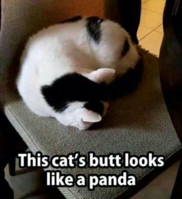 This panda looks like a cats butt.