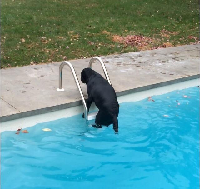 Out of nowhere, my dog decided today was the day he used the tiny ladder instead of the stairs to get out of the pool for some reason