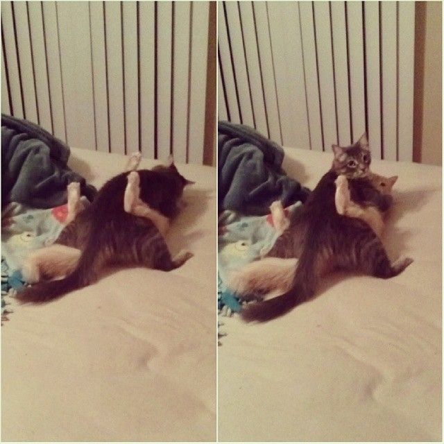 Caught my cats having sex like humans..
