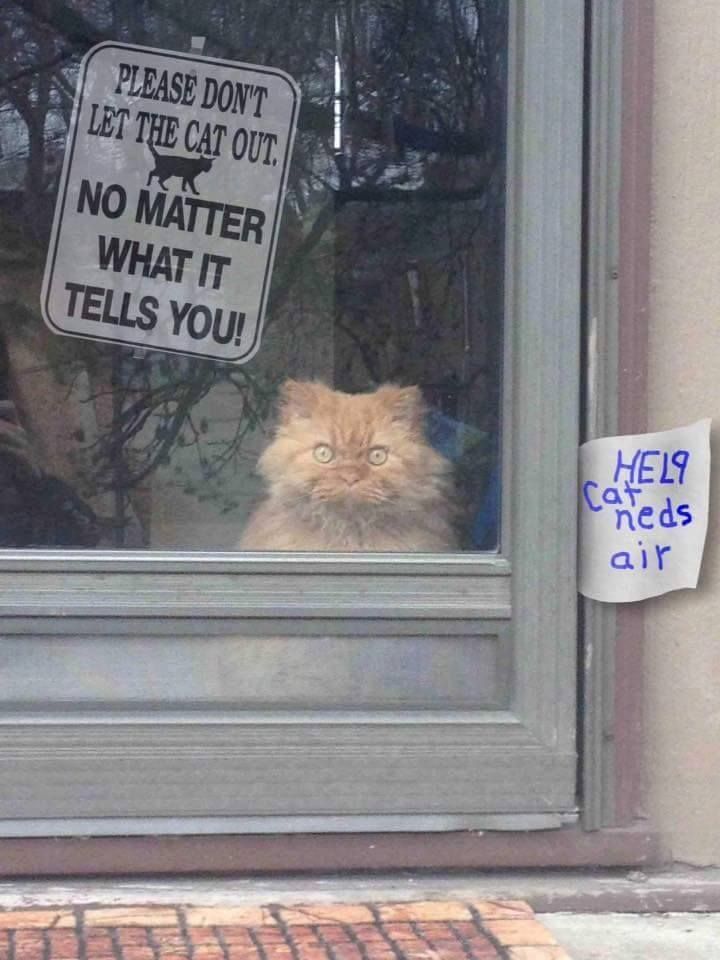 Don't let the cat out! Ever!