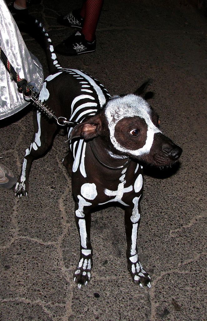 skeledoggo ready to eat ***boi's necks